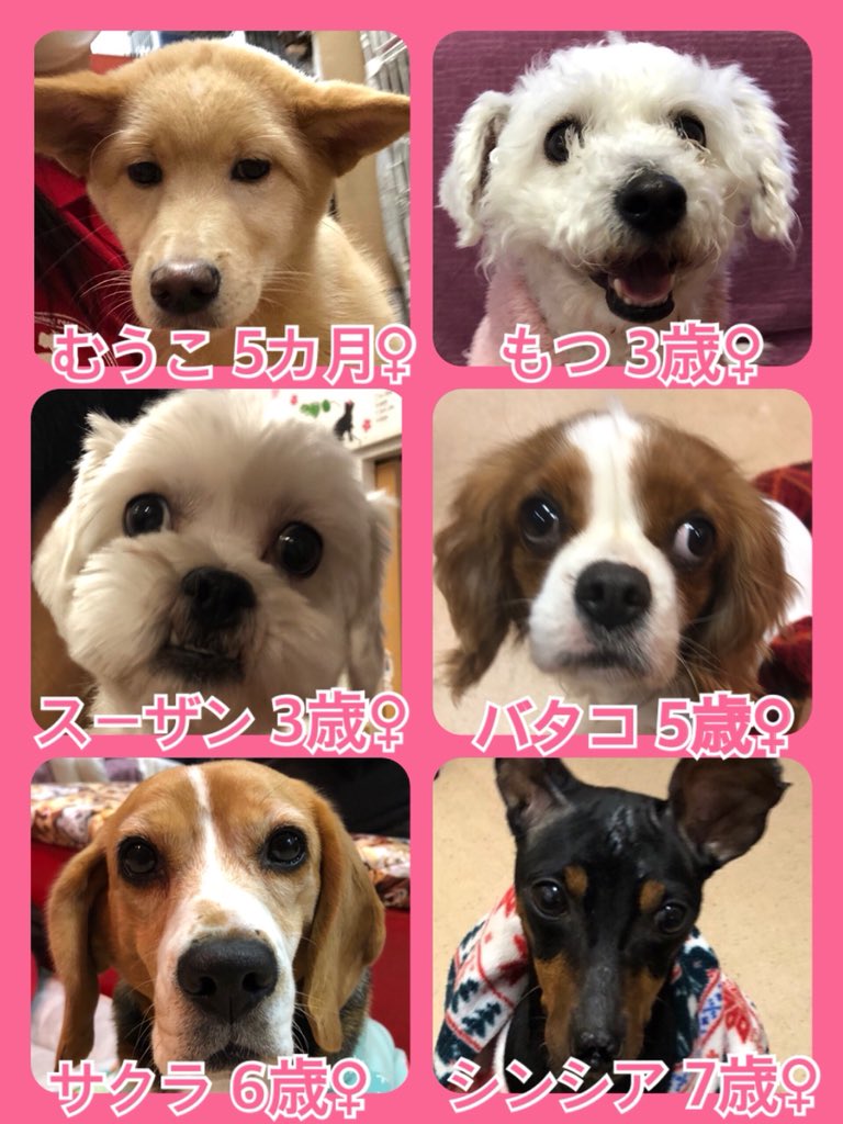 🐾今日の里親様募集中ワンコ🐶メンバーです🐾2020,1,16